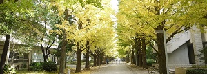駒場キャンパス－銀杏並木