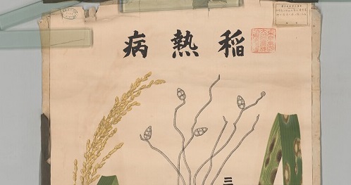 crops