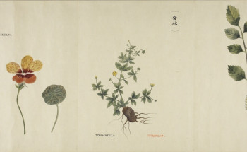 資源科学研究所旧蔵本草書コレクション