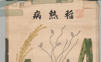 crops