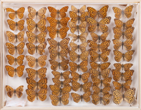 https://umdb.um.u-tokyo.ac.jp/DImages/Entomology/INaritomi/AllM/NRT-Lep45.jpg