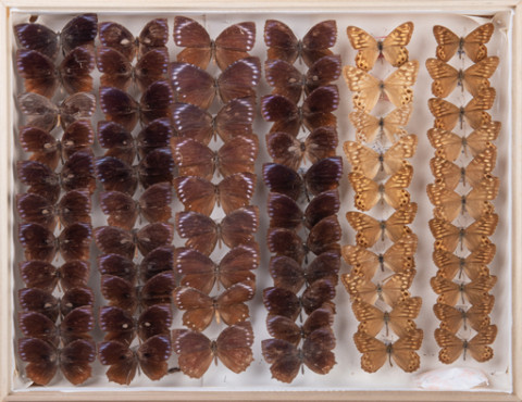 https://umdb.um.u-tokyo.ac.jp/DImages/Entomology/INaritomi/AllM/NRT-Lep21.jpg