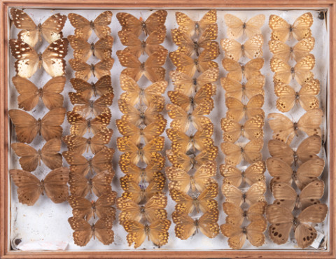 https://umdb.um.u-tokyo.ac.jp/DImages/Entomology/INaritomi/AllM/NRT-Lep24.jpg