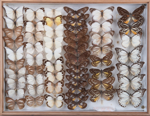 https://umdb.um.u-tokyo.ac.jp/DImages/Entomology/INaritomi/AllM/NRT-Lep14.jpg