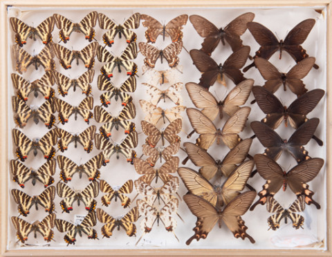 https://umdb.um.u-tokyo.ac.jp/DImages/Entomology/INaritomi/AllM/NRT-Lep02.jpg