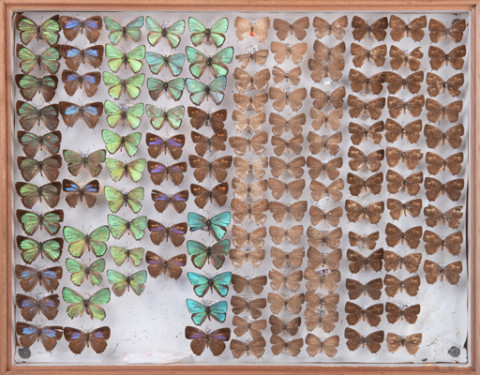 https://umdb.um.u-tokyo.ac.jp/DImages/Entomology/INaritomi/AllM/NRT-Lep52.jpg