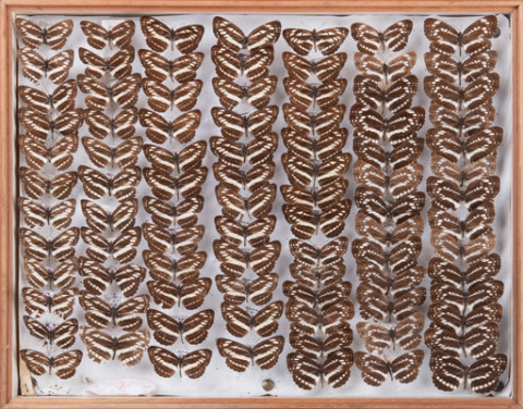 https://umdb.um.u-tokyo.ac.jp/DImages/Entomology/INaritomi/AllM/NRT-Lep31.jpg
