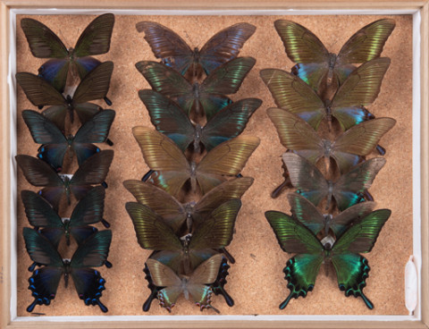 https://umdb.um.u-tokyo.ac.jp/DImages/Entomology/INaritomi/AllM/NRT-Lep07.jpg