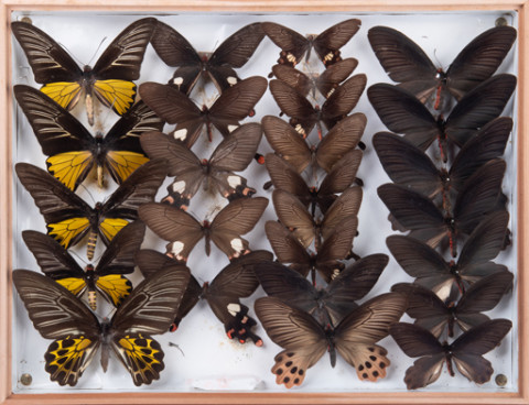 https://umdb.um.u-tokyo.ac.jp/DImages/Entomology/INaritomi/AllM/NRT-Lep03.jpg