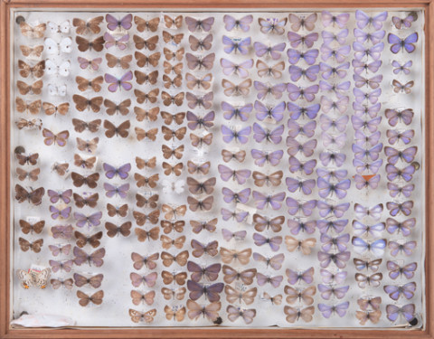 https://umdb.um.u-tokyo.ac.jp/DImages/Entomology/INaritomi/AllM/NRT-Lep55.jpg