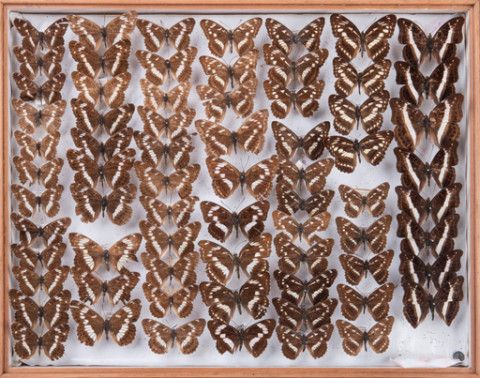 https://umdb.um.u-tokyo.ac.jp/DImages/Entomology/INaritomi/AllM/NRT-Lep35.jpg