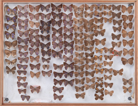 https://umdb.um.u-tokyo.ac.jp/DImages/Entomology/INaritomi/AllM/NRT-Lep47.jpg