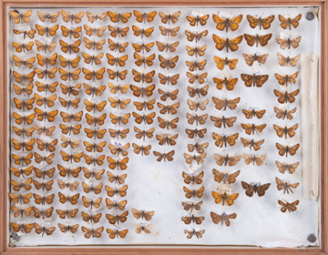 https://umdb.um.u-tokyo.ac.jp/DImages/Entomology/INaritomi/AllM/NRT-Lep58.jpg