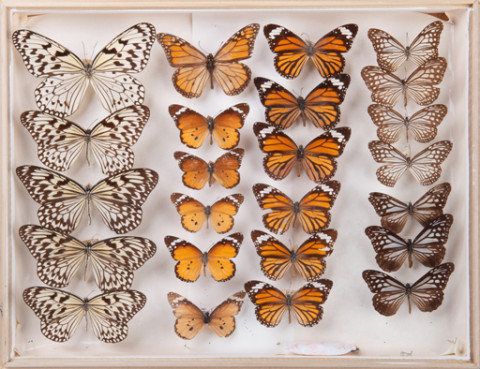 https://umdb.um.u-tokyo.ac.jp/DImages/Entomology/INaritomi/AllM/NRT-Lep17.jpg