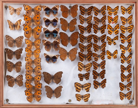 https://umdb.um.u-tokyo.ac.jp/DImages/Entomology/INaritomi/AllM/NRT-Lep42.jpg