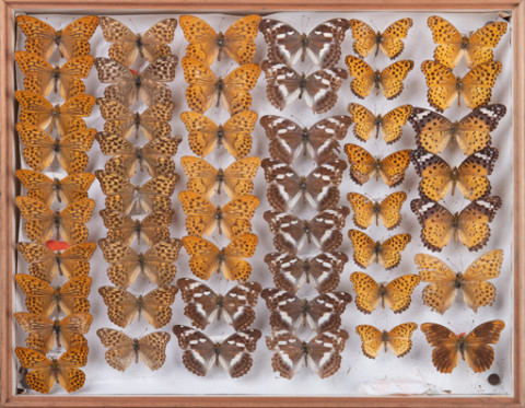 https://umdb.um.u-tokyo.ac.jp/DImages/Entomology/INaritomi/AllM/NRT-Lep44.jpg