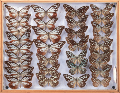 https://umdb.um.u-tokyo.ac.jp/DImages/Entomology/INaritomi/AllM/NRT-Lep18.jpg