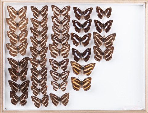 https://umdb.um.u-tokyo.ac.jp/DImages/Entomology/INaritomi/AllM/NRT-Lep32.jpg