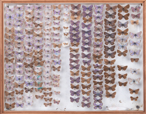 https://umdb.um.u-tokyo.ac.jp/DImages/Entomology/INaritomi/AllM/NRT-Lep54.jpg