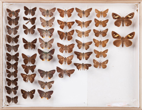 https://umdb.um.u-tokyo.ac.jp/DImages/Entomology/INaritomi/AllM/NRT-Lep59.jpg