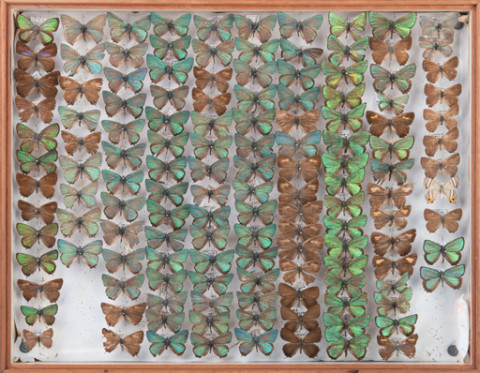 https://umdb.um.u-tokyo.ac.jp/DImages/Entomology/INaritomi/AllM/NRT-Lep53.jpg