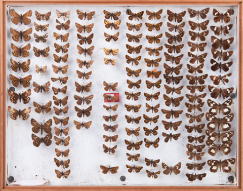 https://umdb.um.u-tokyo.ac.jp/DImages/Entomology/INaritomi/AllM/NRT-Lep57.jpg