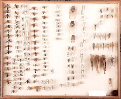 https://umdb.um.u-tokyo.ac.jp/DImages/Entomology/ISasaki/AllM/WD-14.jpg