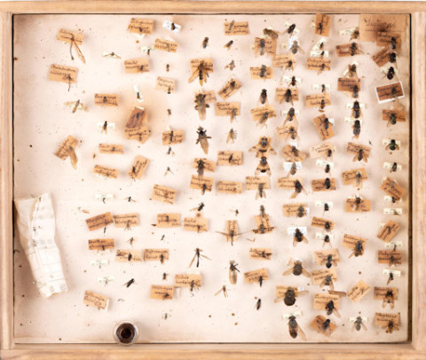 https://umdb.um.u-tokyo.ac.jp/DImages/Entomology/ISasaki/AllM/WF-23.jpg