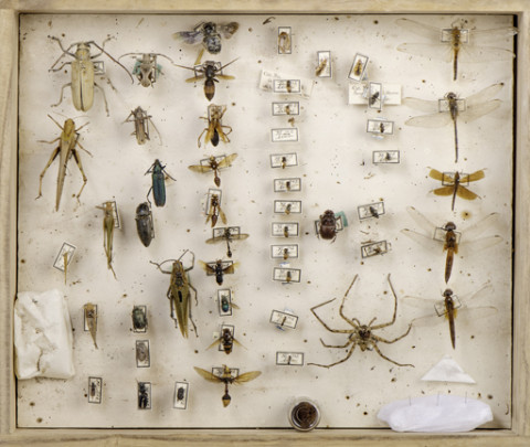 https://umdb.um.u-tokyo.ac.jp/DImages/Entomology/ISasaki/AllM/WF-09.jpg