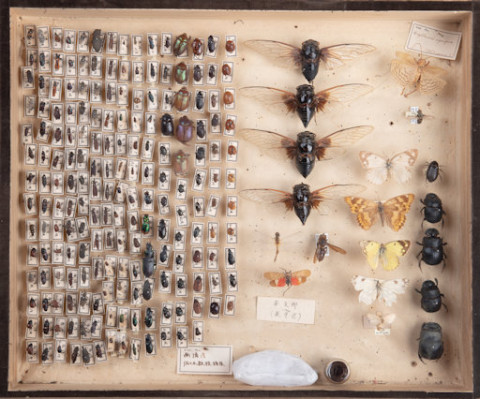 https://umdb.um.u-tokyo.ac.jp/DImages/Entomology/ISasaki/AllM/SE-22.jpg