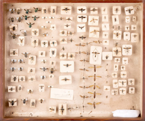 https://umdb.um.u-tokyo.ac.jp/DImages/Entomology/ISasaki/AllM/WE-03.jpg