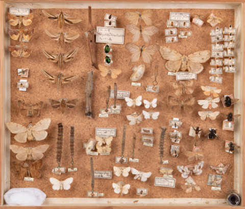 https://umdb.um.u-tokyo.ac.jp/DImages/Entomology/ISasaki/AllM/WA-02.jpg
