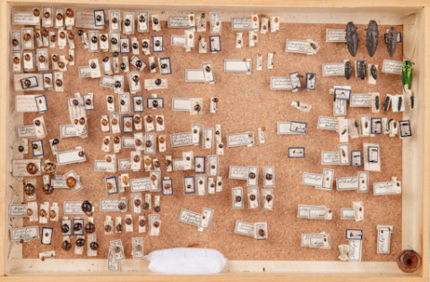 https://umdb.um.u-tokyo.ac.jp/DImages/Entomology/ISasaki/AllM/WB-06.jpg