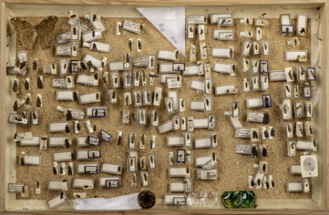 https://umdb.um.u-tokyo.ac.jp/DImages/Entomology/ISasaki/AllM/WB-15.jpg