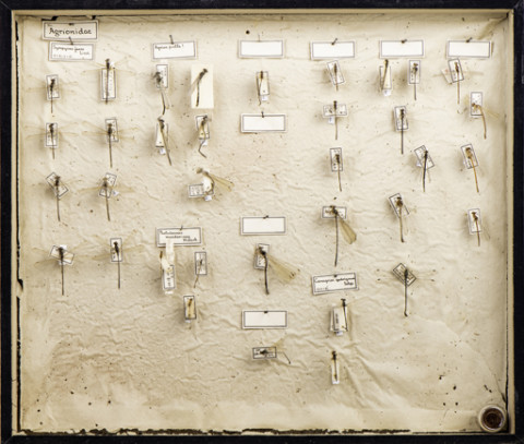 https://umdb.um.u-tokyo.ac.jp/DImages/Entomology/ISasaki/AllM/SL-11.jpg