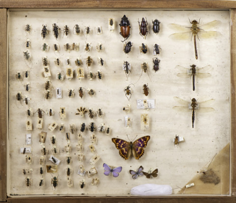 https://umdb.um.u-tokyo.ac.jp/DImages/Entomology/ISasaki/AllM/SI-19.jpg