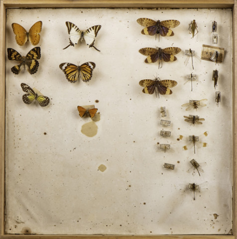 https://umdb.um.u-tokyo.ac.jp/DImages/Entomology/ISasaki/AllM/WG-11.jpg