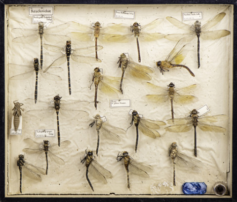 https://umdb.um.u-tokyo.ac.jp/DImages/Entomology/ISasaki/AllM/SL-07.jpg
