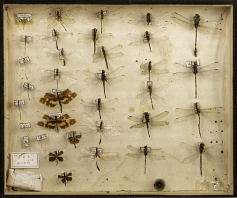 https://umdb.um.u-tokyo.ac.jp/DImages/Entomology/ISasaki/AllM/SE-18.jpg