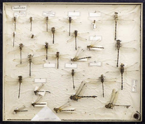 https://umdb.um.u-tokyo.ac.jp/DImages/Entomology/ISasaki/AllM/SL-06.jpg