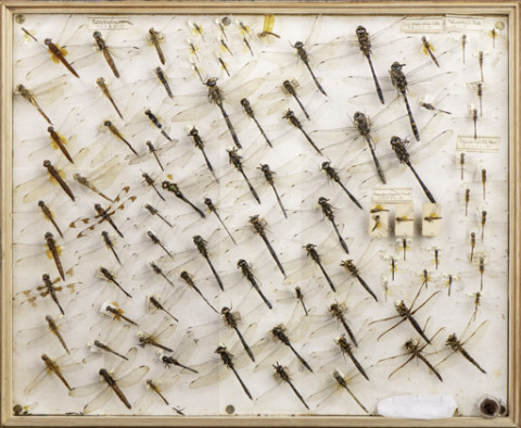 https://umdb.um.u-tokyo.ac.jp/DImages/Entomology/ISasaki/AllM/WD-03.jpg
