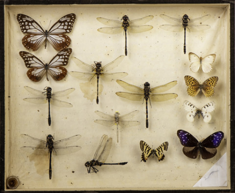 https://umdb.um.u-tokyo.ac.jp/DImages/Entomology/ISasaki/AllM/SE-07.jpg