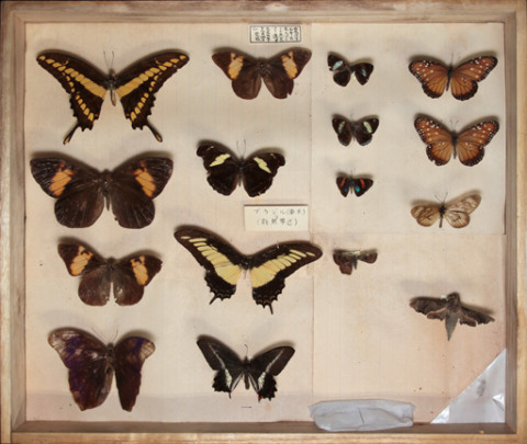 https://umdb.um.u-tokyo.ac.jp/DImages/Entomology/ISasaki/AllM/SH-09.jpg