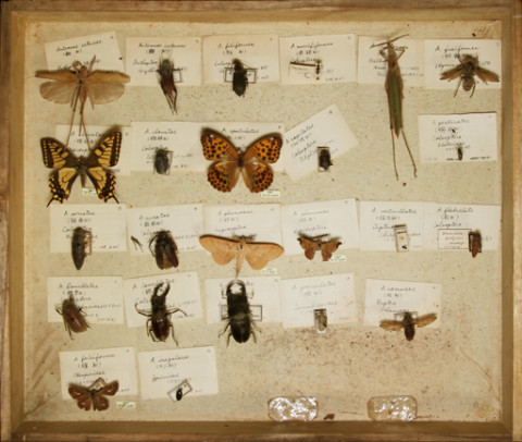 https://umdb.um.u-tokyo.ac.jp/DImages/Entomology/ISasaki/AllM/SD-26.jpg