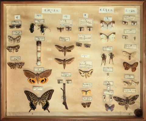 https://umdb.um.u-tokyo.ac.jp/DImages/Entomology/ISasaki/AllM/WD-07.jpg