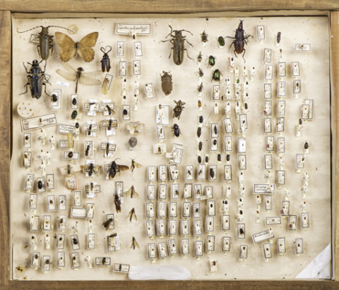 https://umdb.um.u-tokyo.ac.jp/DImages/Entomology/ISasaki/AllM/SI-12.jpg
