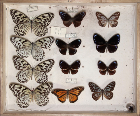 https://umdb.um.u-tokyo.ac.jp/DImages/Entomology/ISasaki/AllM/SG-17.jpg