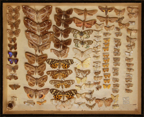 https://umdb.um.u-tokyo.ac.jp/DImages/Entomology/ISasaki/AllM/SB-01.jpg