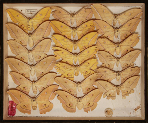 https://umdb.um.u-tokyo.ac.jp/DImages/Entomology/ISasaki/AllM/SB-10.jpg