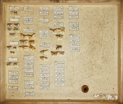 https://umdb.um.u-tokyo.ac.jp/DImages/Entomology/ISasaki/AllM/SD-18.jpg